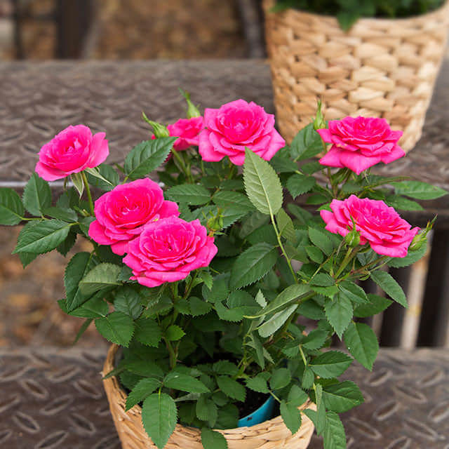 Rosa mini red