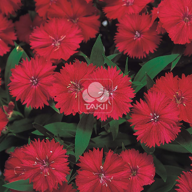 Dianthus Telstar F1 Carmine Rose White Powder