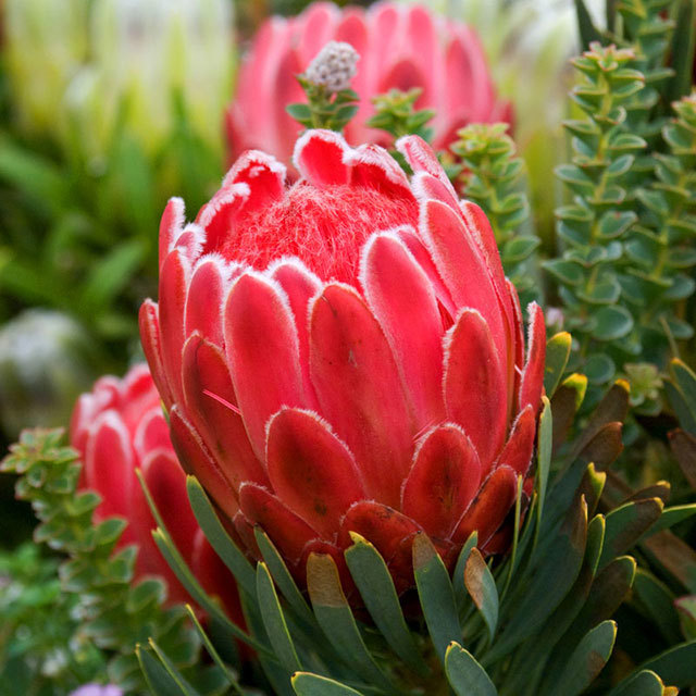 Protea cynaroides Venus