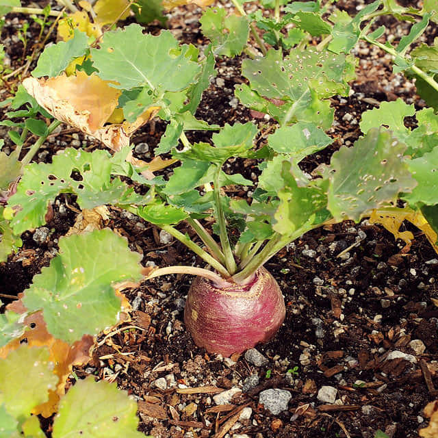 Brassica napobrassica