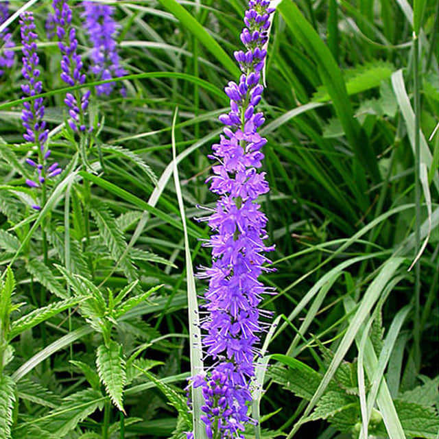 Veronica longifolia