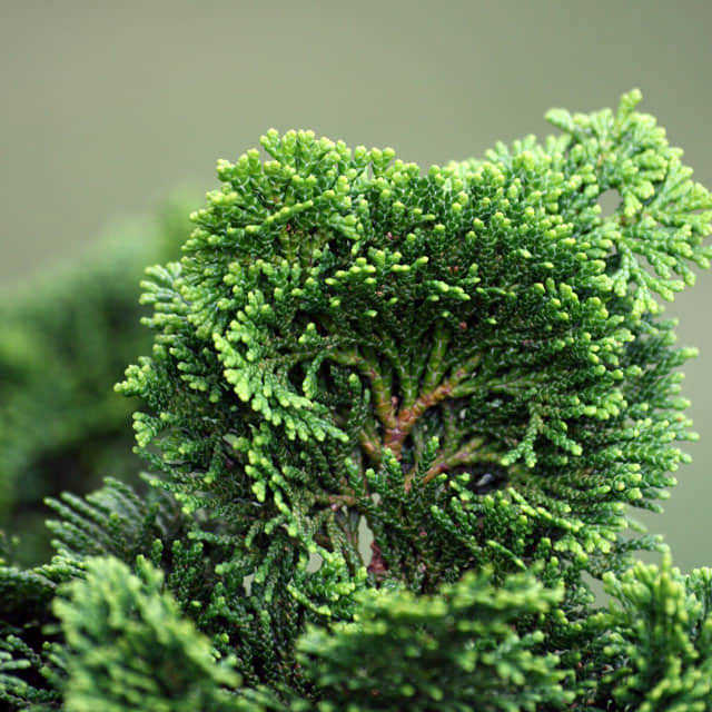 Chamaecyparis obtusa