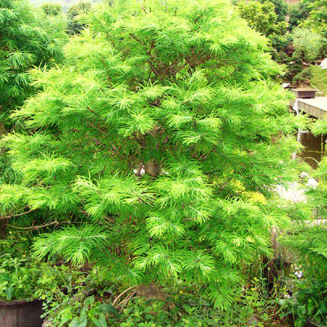 Golden Larch (Pseudolarix amabilis)