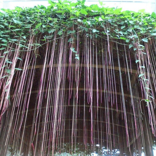 Cissus sicyoides