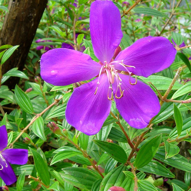 Tibouchina semidecandra Seecandra