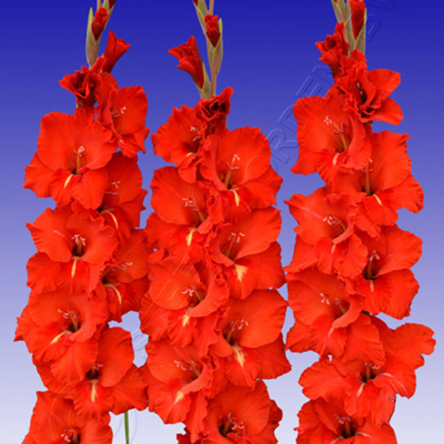 Gladiolus Internet