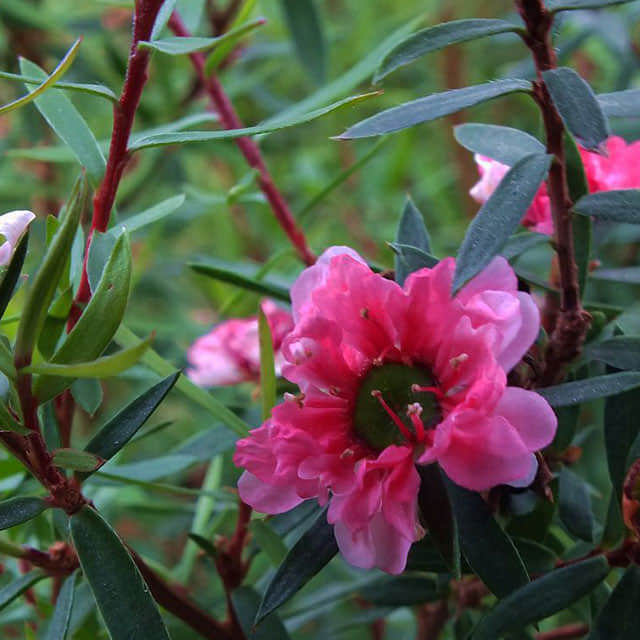 Leptospermum scoparium Crimson Glory