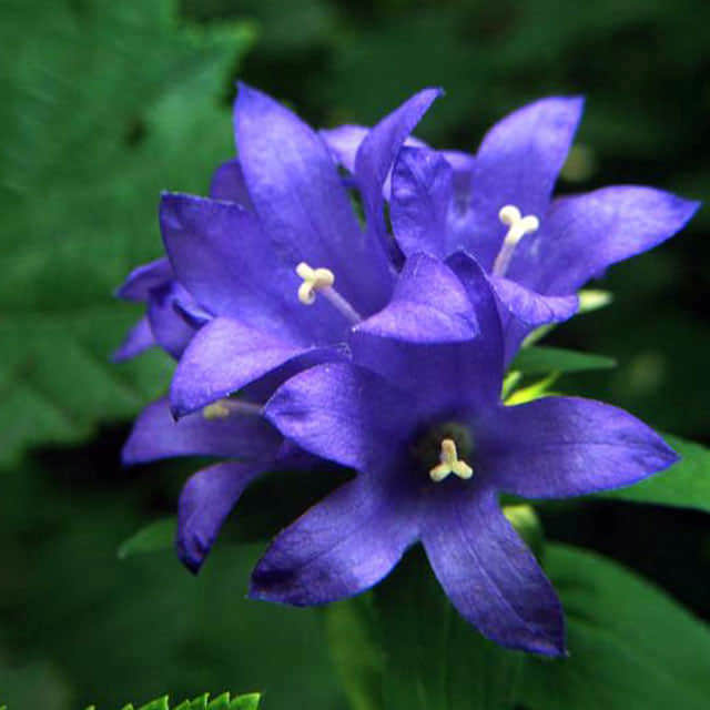Scilla campanulata