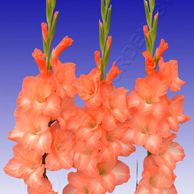 Gladiolus Pink Sensation