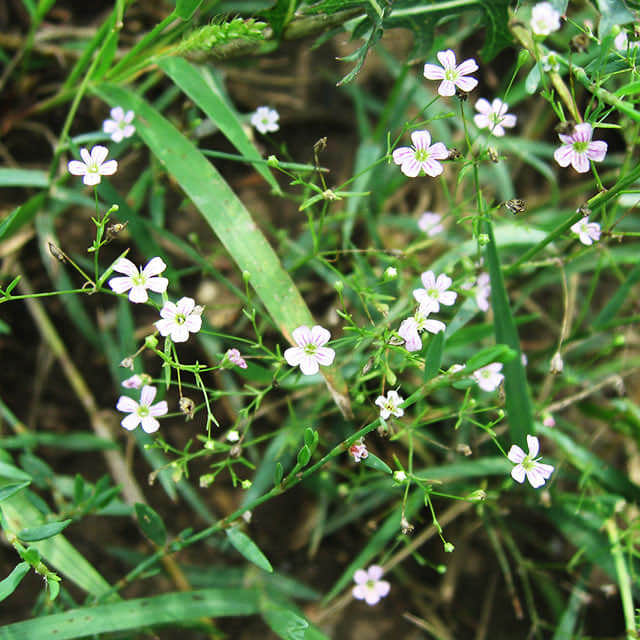 Gypsophila pacifica
