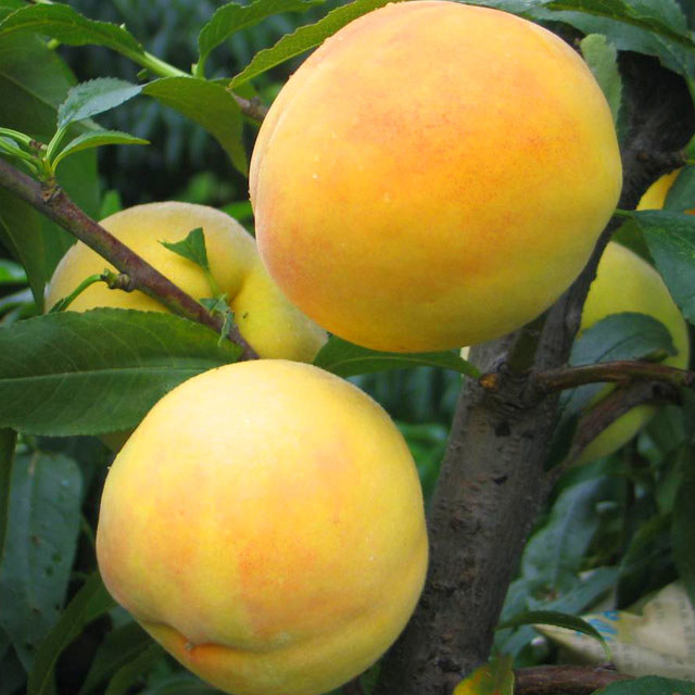 Amygdalus persica