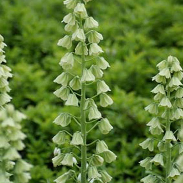 Fritillaria persica Ivory Bells