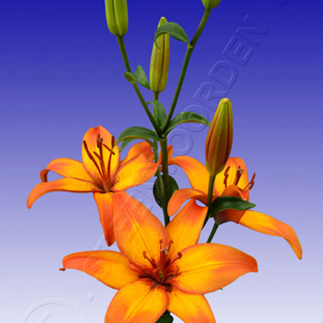 Lily Giraffe White Cottony Spots
