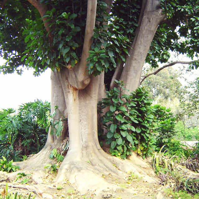 Phytolacca dioica