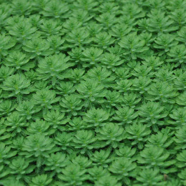 Myriophyllum verticillatum