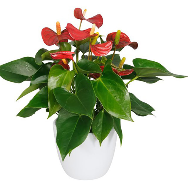 Anthurium andraeanum Piccolo Sudden Leaf Drop