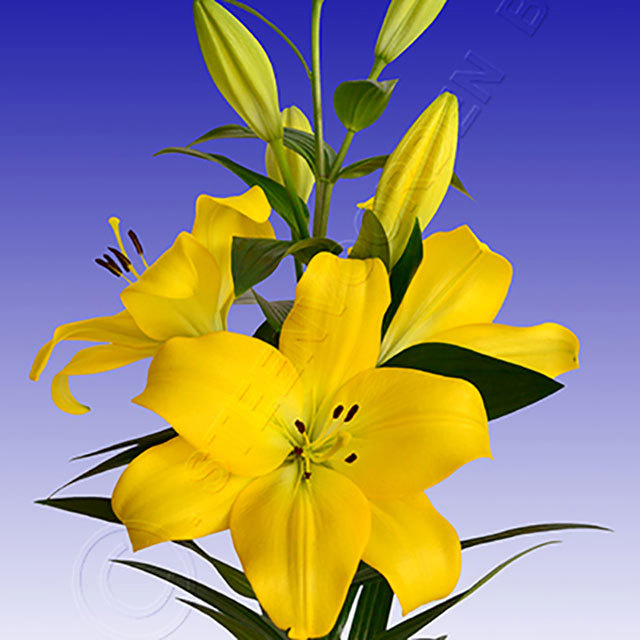 Lilium Melesco Fine Webbing