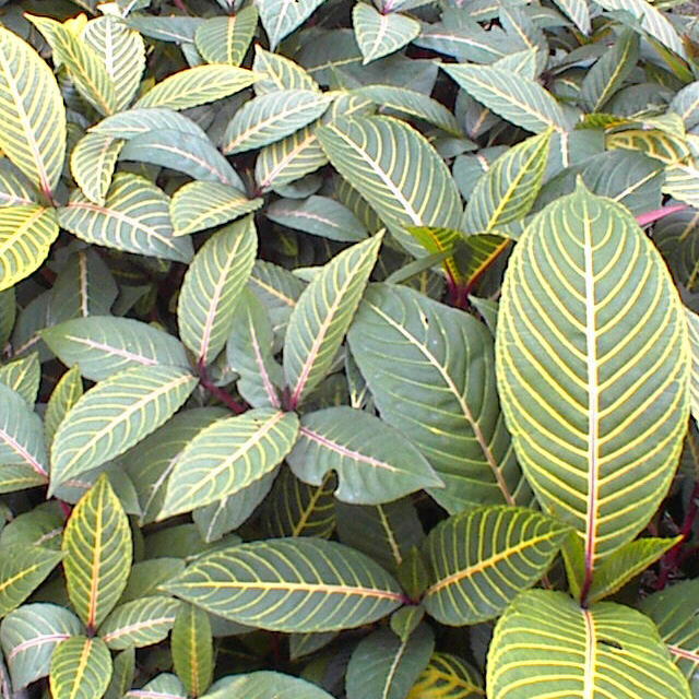 Sanchezia speciosa
