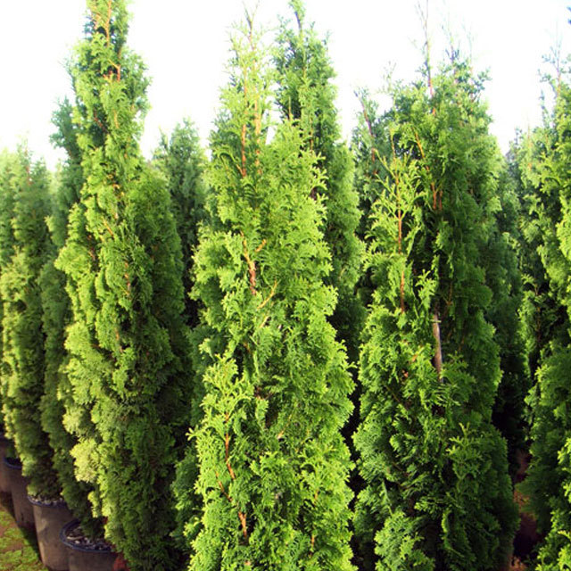 Thuja occidentalis pyramidalis