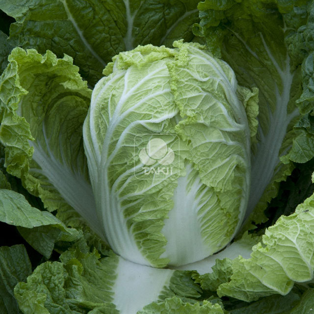 Chinese Cabbage Questar F1