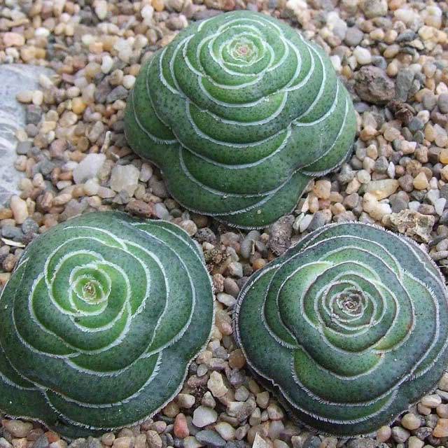 Crassula hemisphaerica