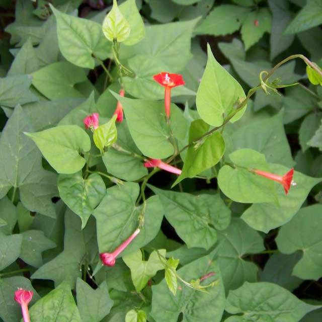 Quamoclit coccinea
