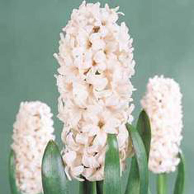 Hyacinthus orientalis China Pink Tiny Black Flies