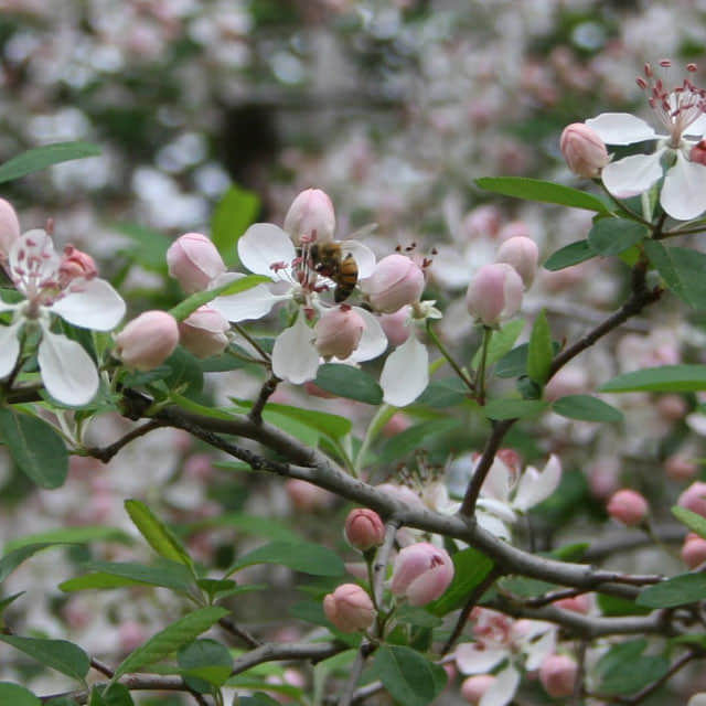 Malus angustifolia White Powder