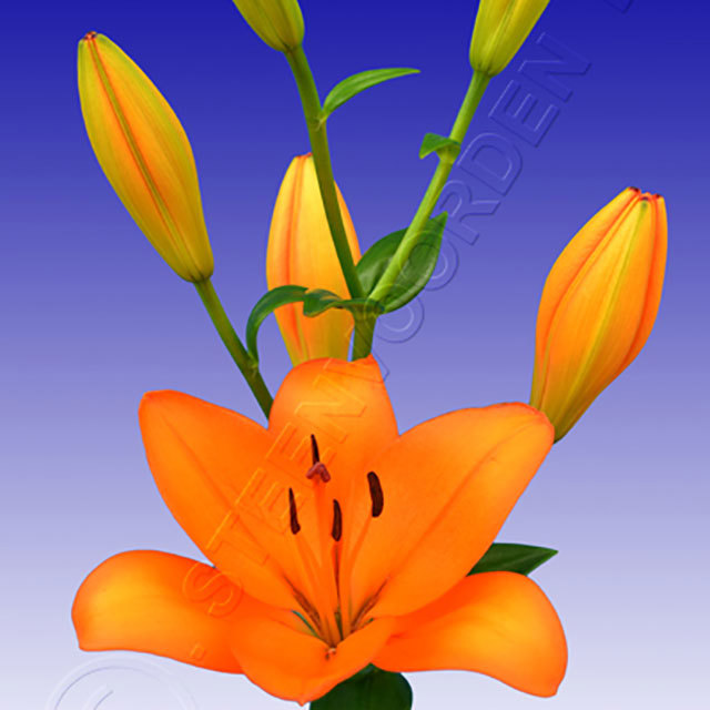 Lilium hybrid Dunes White Powder