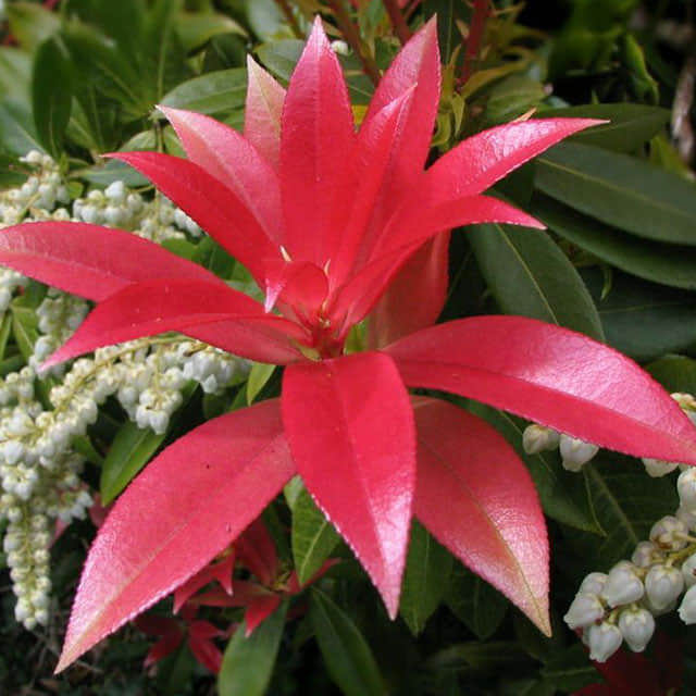 Leucothoe davisiae