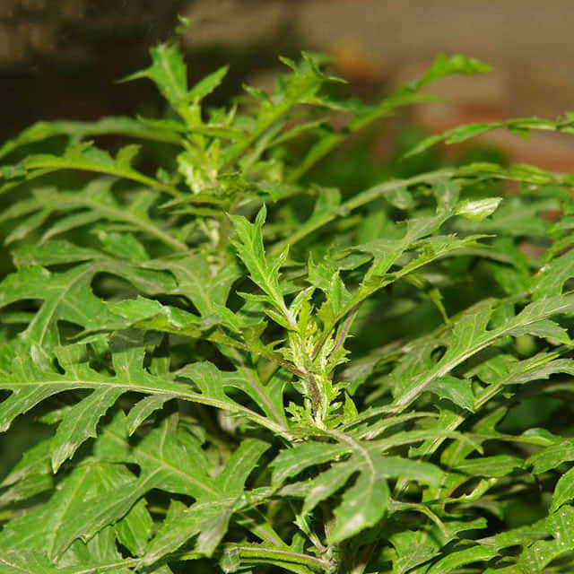 Gynura aurantiaca