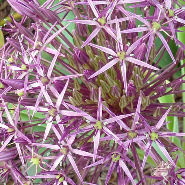 Allium christophii