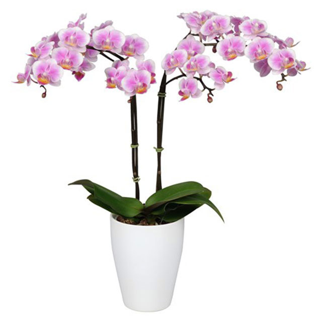 Phalaenopsis Havana