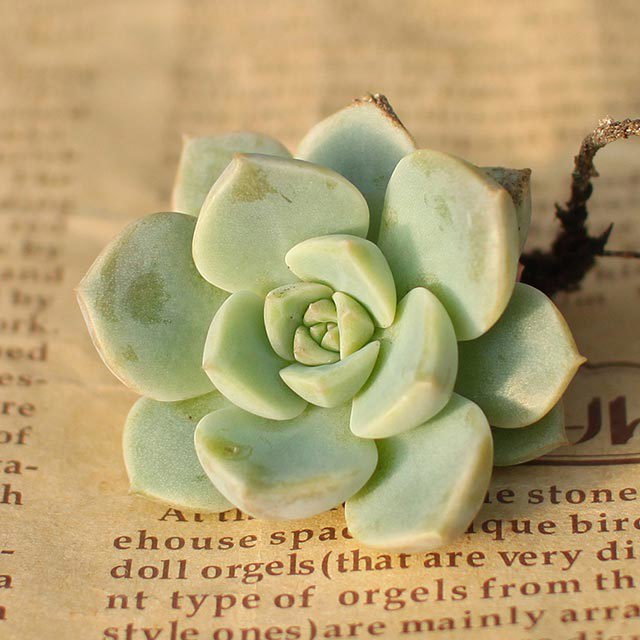 Graptoveria Titubans White Cottony Spots