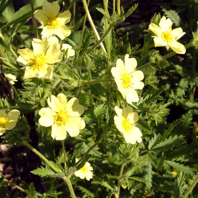 Potentilla recta