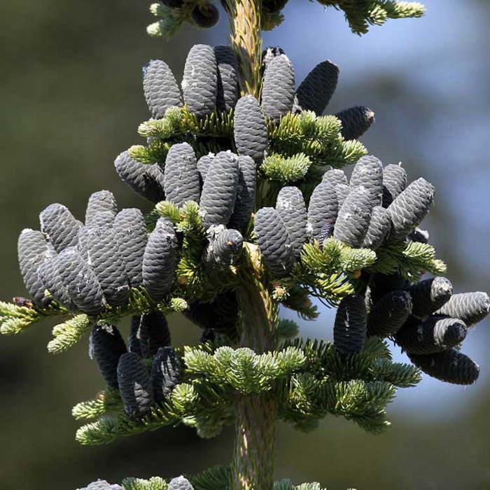 Pacific Silver Fir