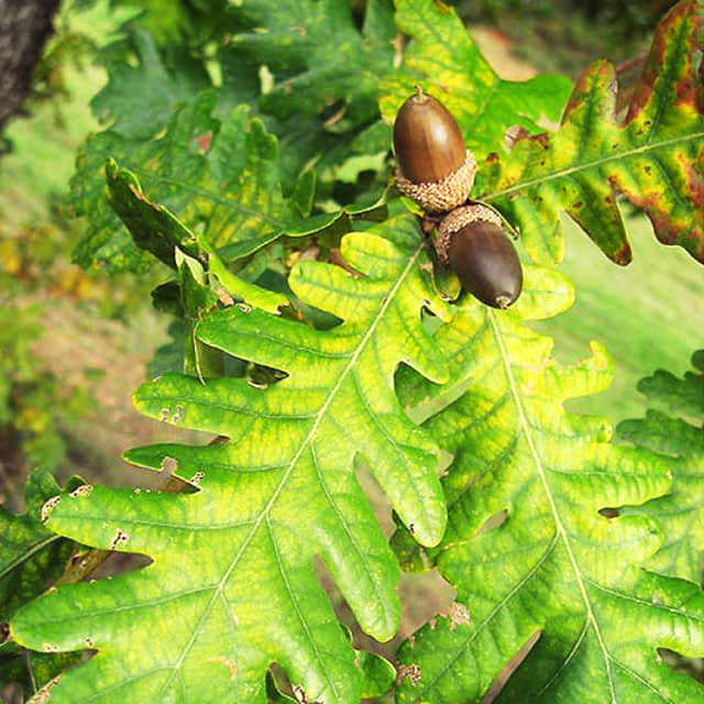 Quercus frainetto