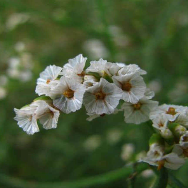 Micranthemum micranthemoides