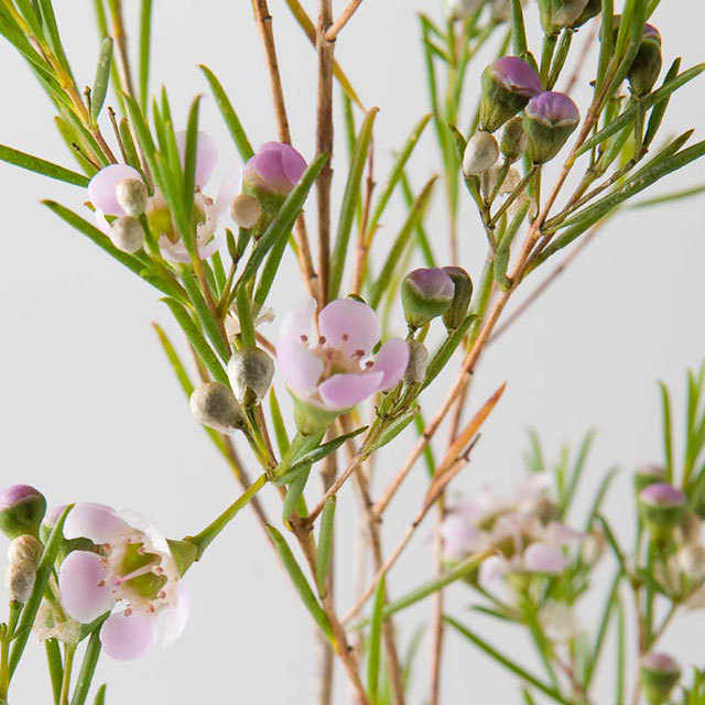 Geraldton Wax (Chamelaucium uncinatum)