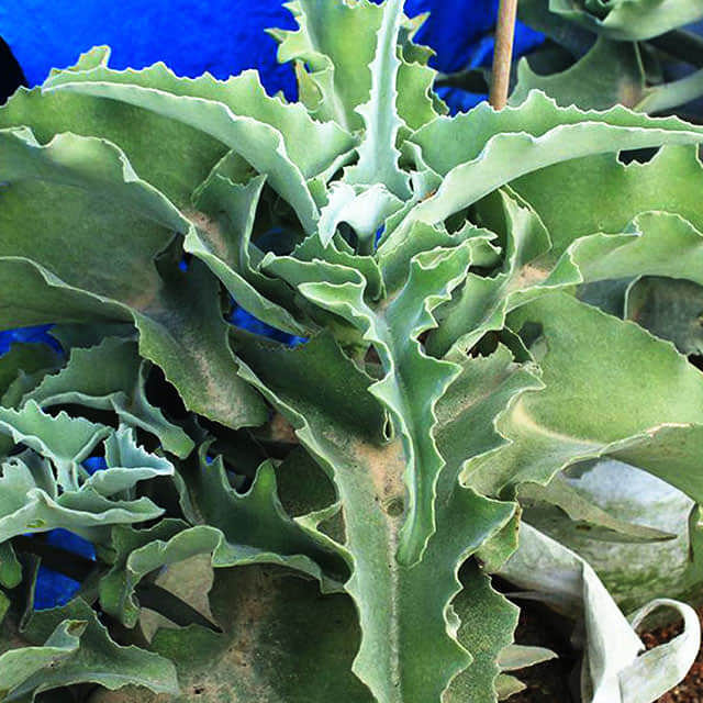 Kalanchoe beharensis Punte delle foglie marroni