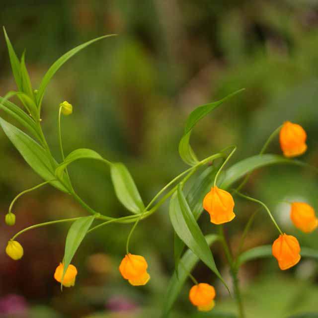 Sandersonia aurantiaca