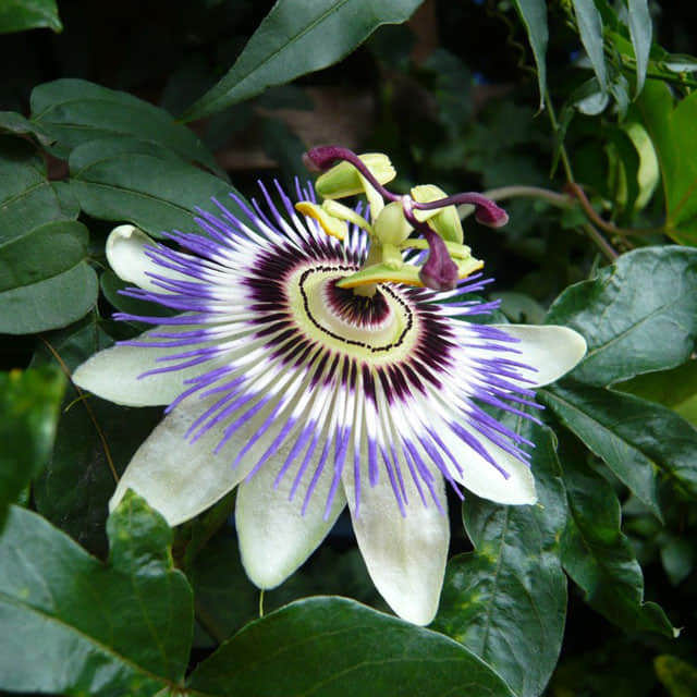 Passiflora caerulea