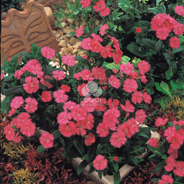 Dianthus Telstar F1 Salmon White Powder