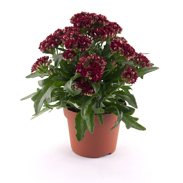 Kalanchoe Taranta Red Sudden Leaf Drop