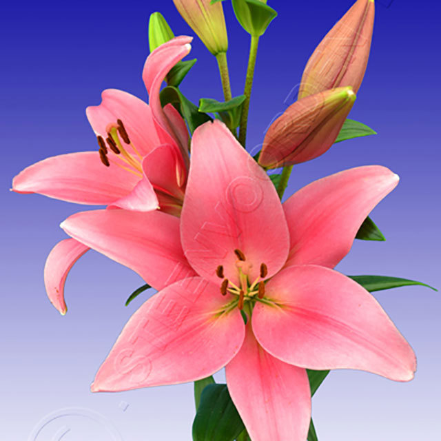 Lilium Boardwalk Ragnatele sottili