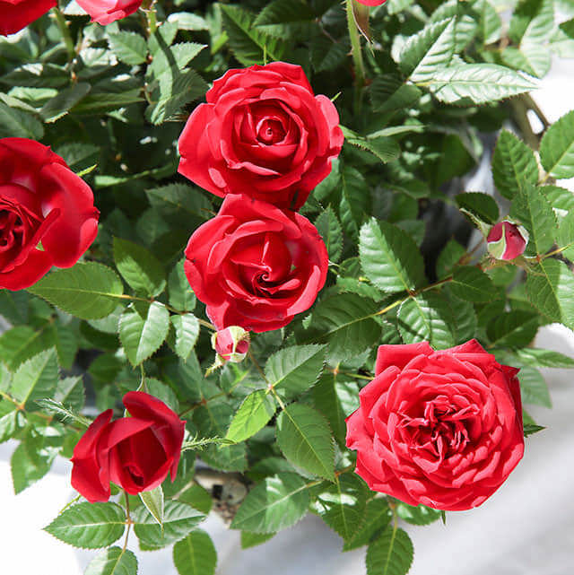 Red Mini Rose Ragnatele sottili