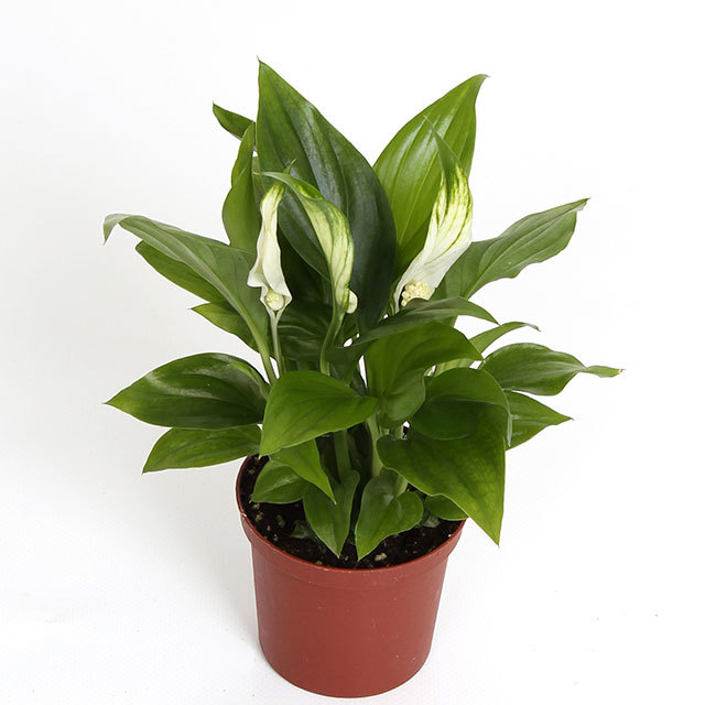 Spathiphyllum Pronto Cupido Drooping Leaves