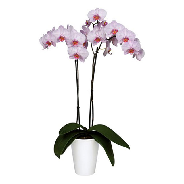 Phalaenopsis Moscow