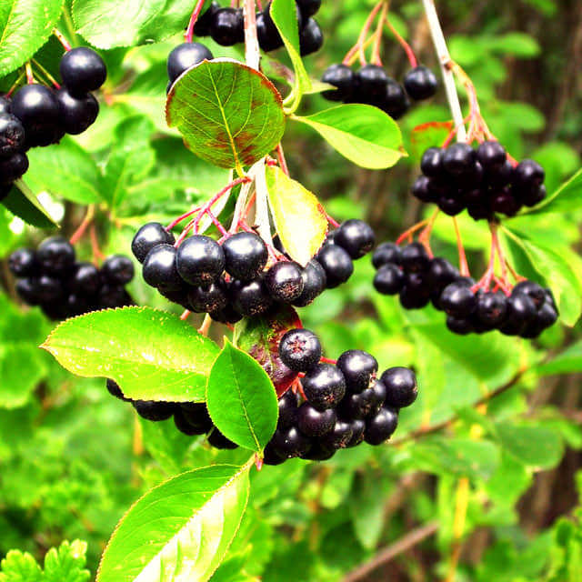 Aronia x prunifolia