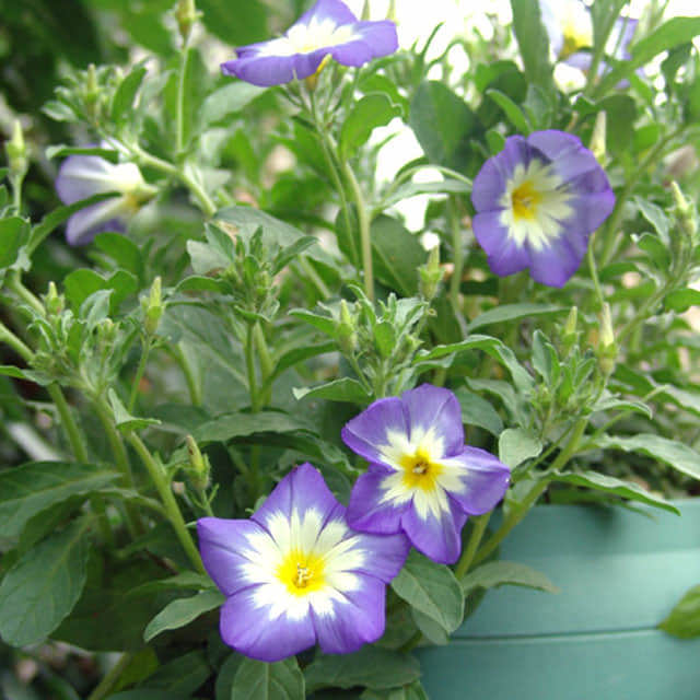 Convolvulus sabatius